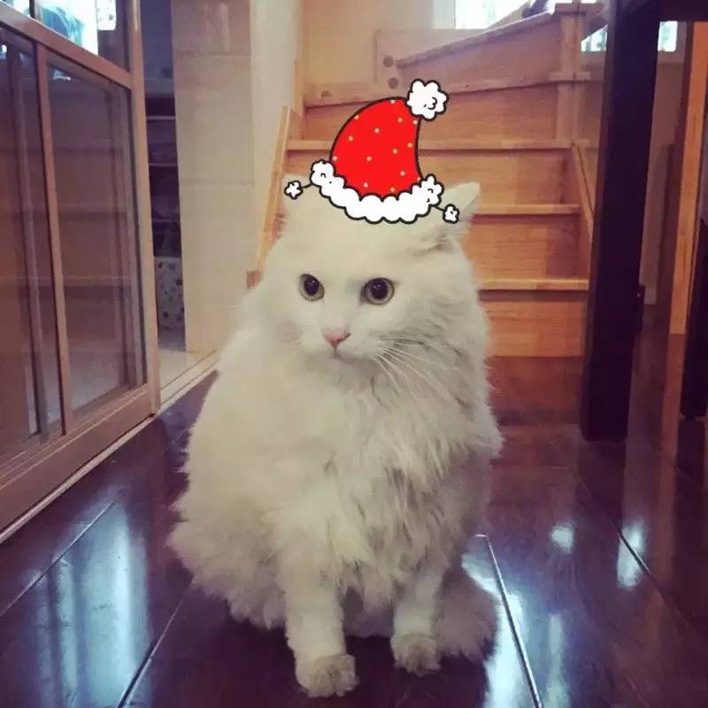 奶猫受惊怎么办,奶猫猫瘟如何处理