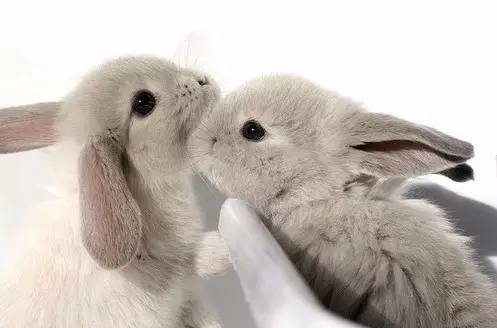 疯狂动物园20种隐藏动物图片,疯狂动物城里女明星原型