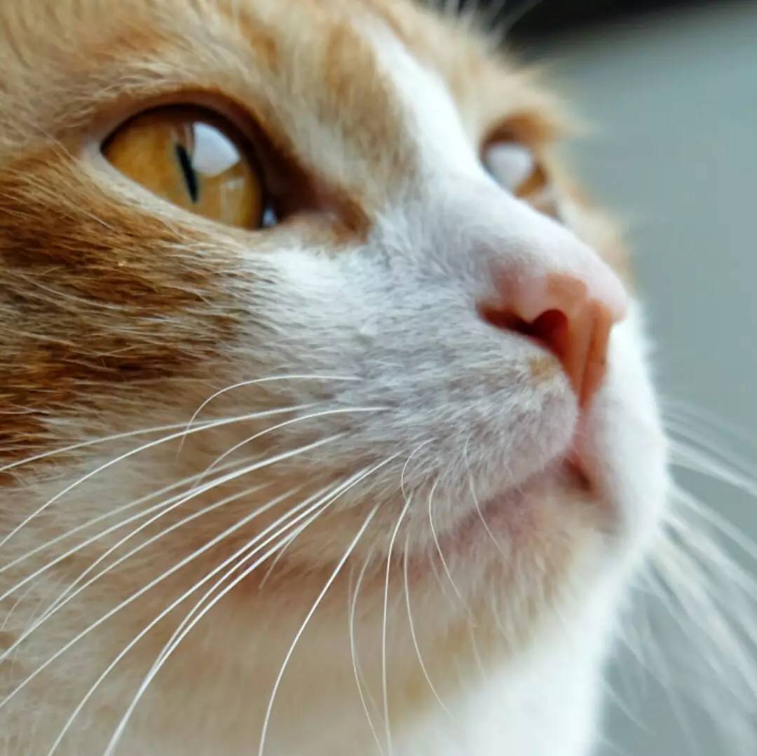 奶猫受惊怎么办,奶猫猫瘟如何处理