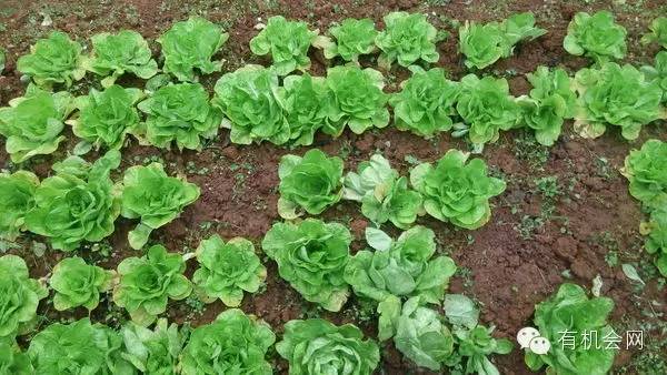 疗愈人的慧灵农场:一群很简单的人,在这里快乐、自在地生活