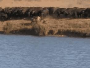 疯狂动物园20种隐藏动物图片,疯狂动物城里女明星原型