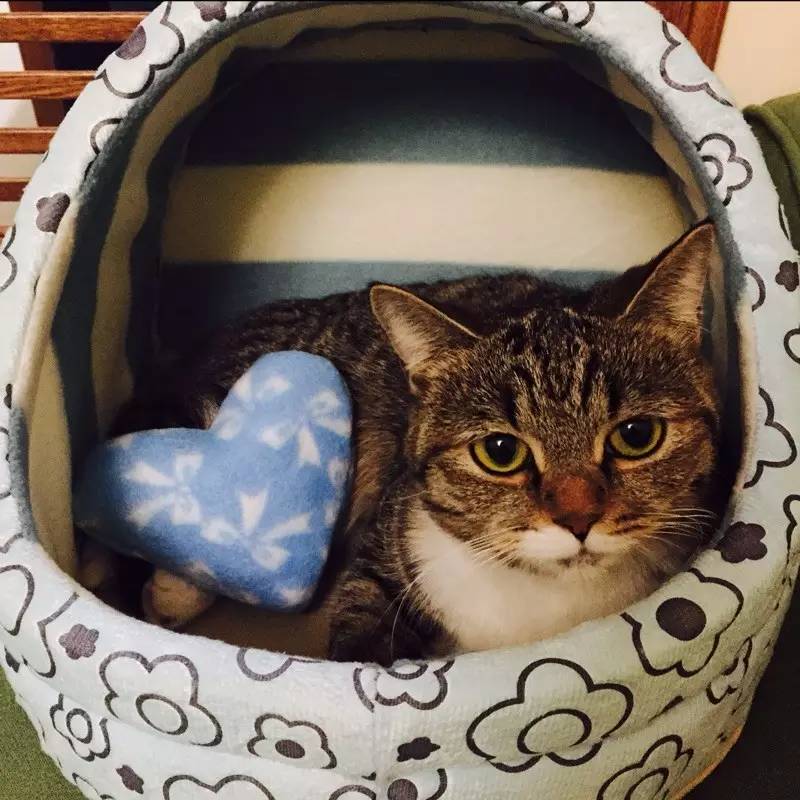 奶猫受惊怎么办,奶猫猫瘟如何处理