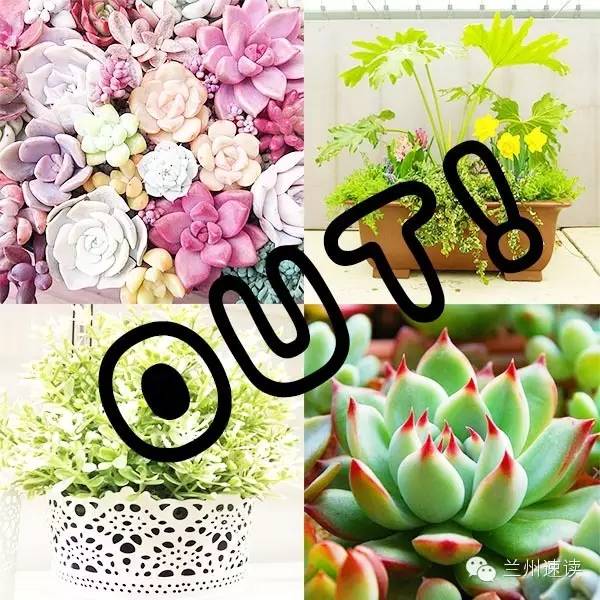 养花花草草的秘诀,养花花草草真不是件简单事