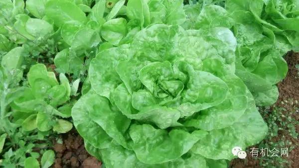 疗愈人的慧灵农场:一群很简单的人,在这里快乐、自在地生活