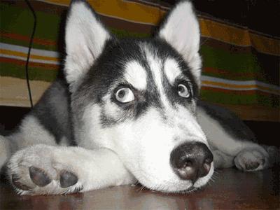 疯狂动物园20种隐藏动物图片,疯狂动物城里女明星原型