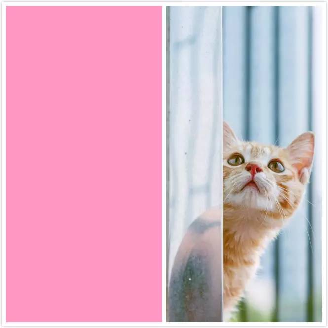 奶猫受惊怎么办,奶猫猫瘟如何处理