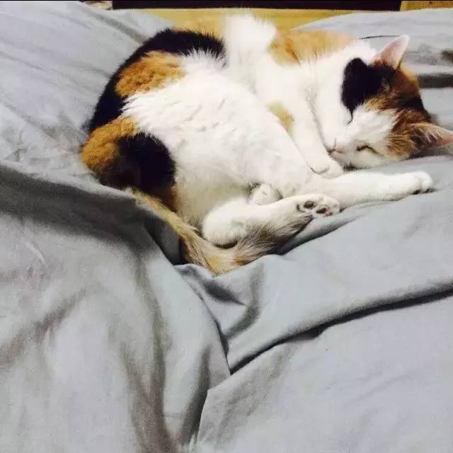 奶猫受惊怎么办,奶猫猫瘟如何处理