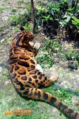 疯狂动物园20种隐藏动物图片,疯狂动物城里女明星原型