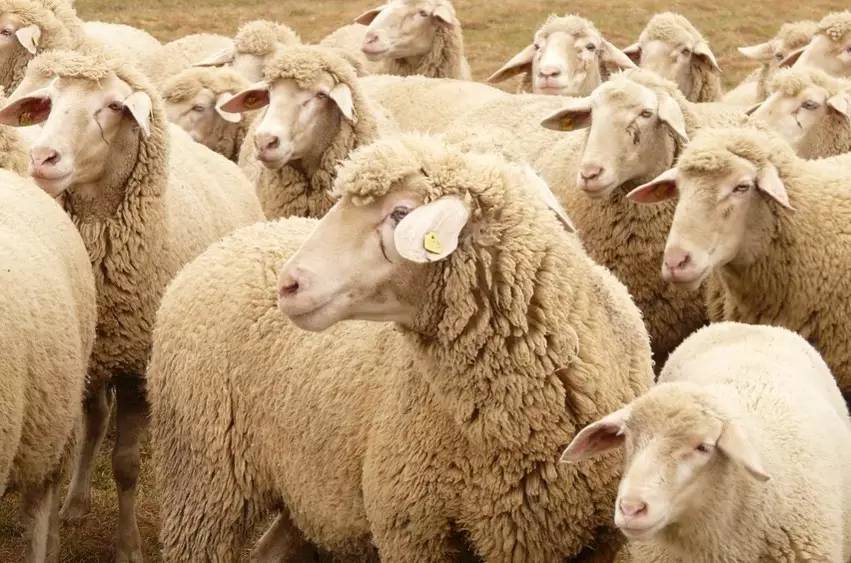 疯狂动物园20种隐藏动物图片,疯狂动物城里女明星原型