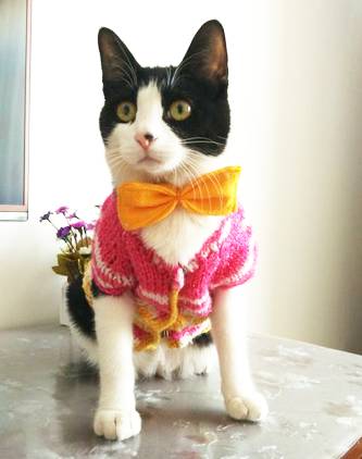 奶猫受惊怎么办,奶猫猫瘟如何处理