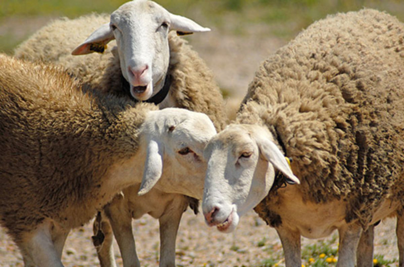 罗托鲁瓦土特产店,罗托鲁瓦费用