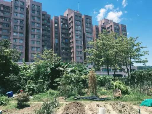 “1/7农”:如果每周只能下地一天,那就试试“懒人务农法”吧