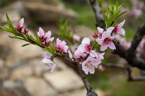 老板：“今天我要请假去神灵寨坐花轿，赢终身免门票”！请批准！