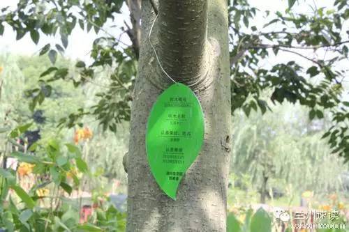 养花花草草的秘诀,养花花草草真不是件简单事