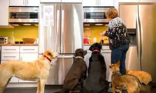 现在狗粮太乱如何自制狗粮,自制狗粮最省钱的方法