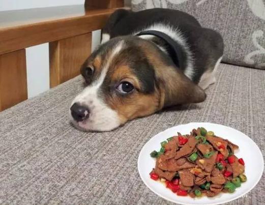 现在狗粮太乱如何自制狗粮,自制狗粮最省钱的方法