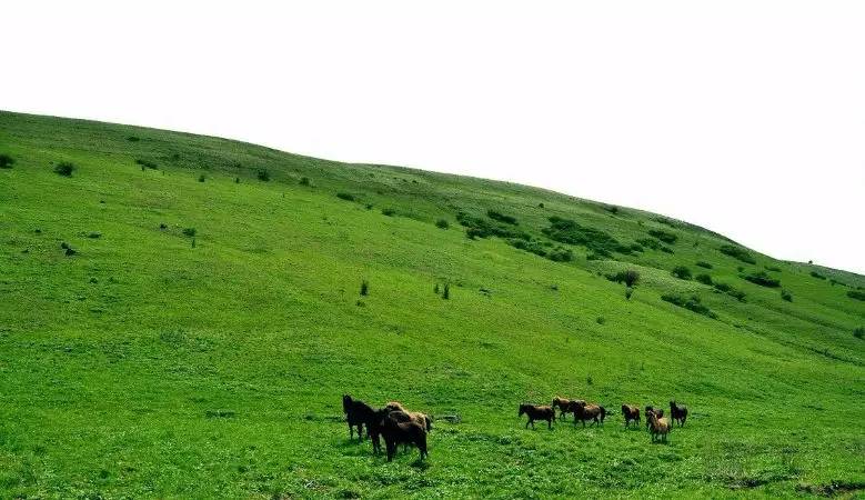 重庆免费景区有哪些地方,重庆景区有哪些景点门票免费