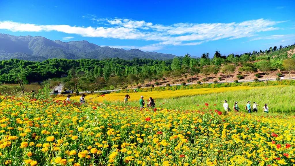 重庆免费景区有哪些地方,重庆景区有哪些景点门票免费