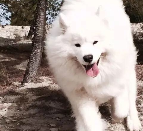 微笑天使萨摩耶禁养吗,微笑天使萨摩耶歪头杀