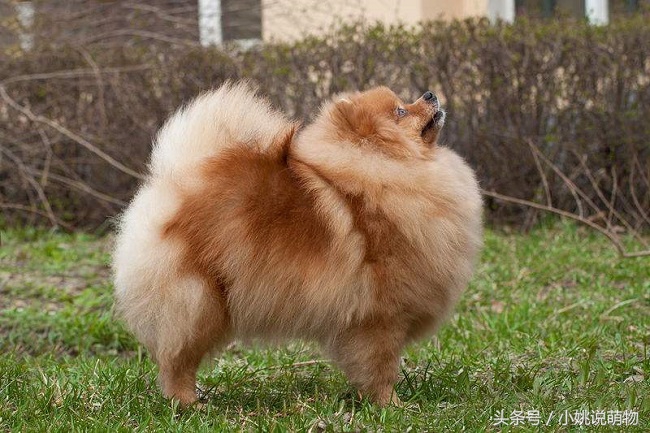 博美疾病预防,博美犬日常疾病的防治