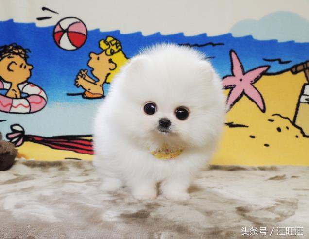 宠物狗用品小型犬,养宠物狗狗的日常生活用品