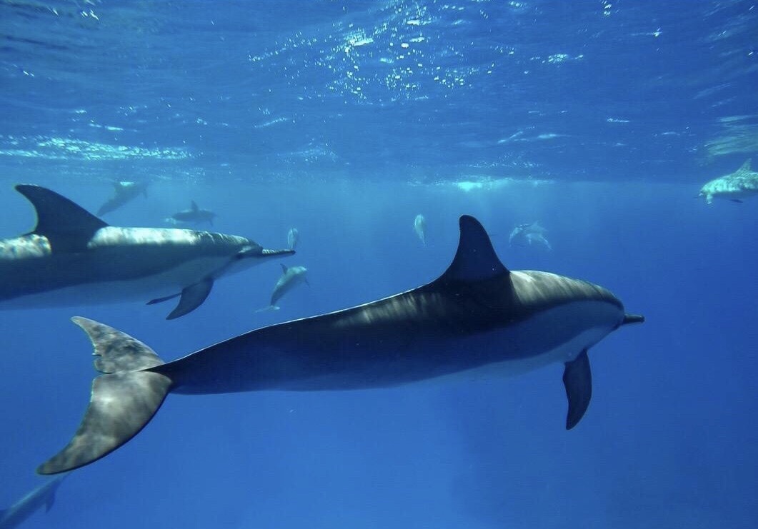 阳光沙滩空气温度24度,毛里求斯海豚游玩攻略