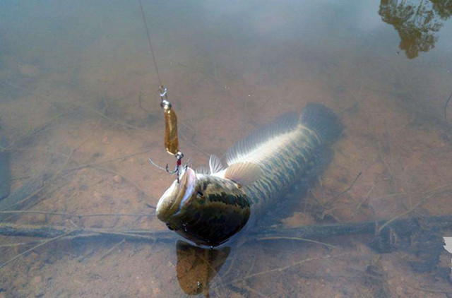 路亚新手入门教程米诺诱鱼,路亚新手入门教程水滴轮装线诱鱼