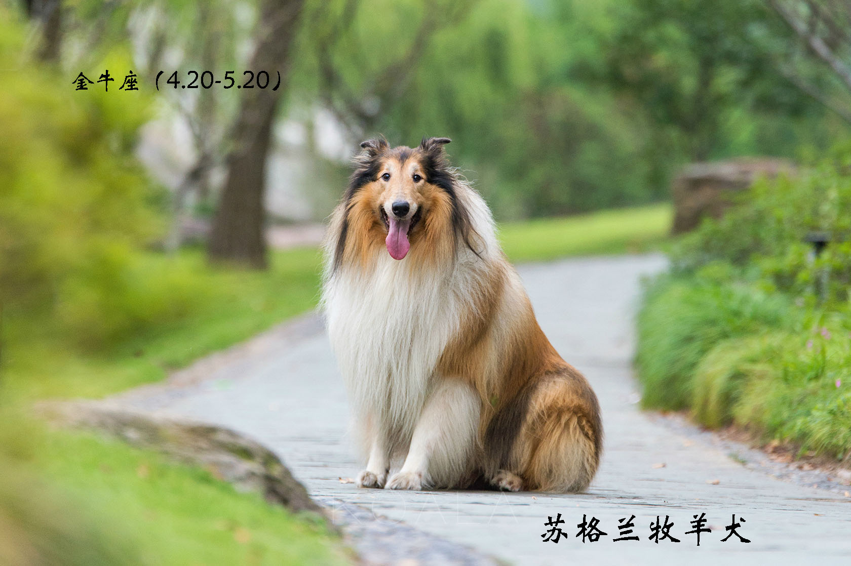 各星座对应的狗,各个星座代表的狗狗