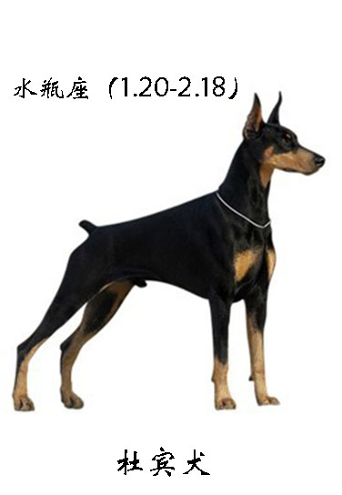 各星座对应的狗,各个星座代表的狗狗