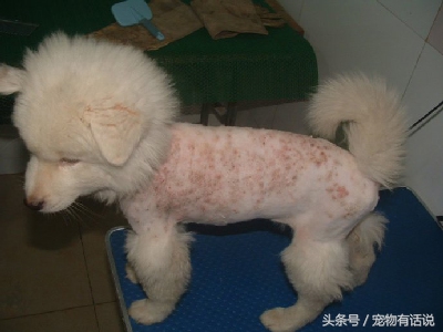 萨摩耶狗狗皮肤病结痂算好转吗,萨摩狗怎么看出有皮肤病