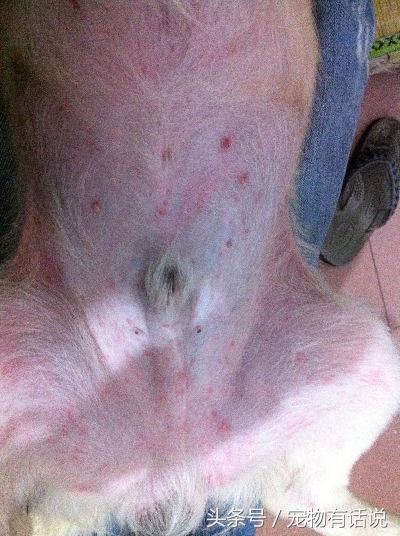 萨摩耶狗狗皮肤病结痂算好转吗,萨摩狗怎么看出有皮肤病