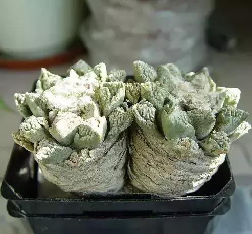 如何让多肉快速长大,怎样让多肉快速长大