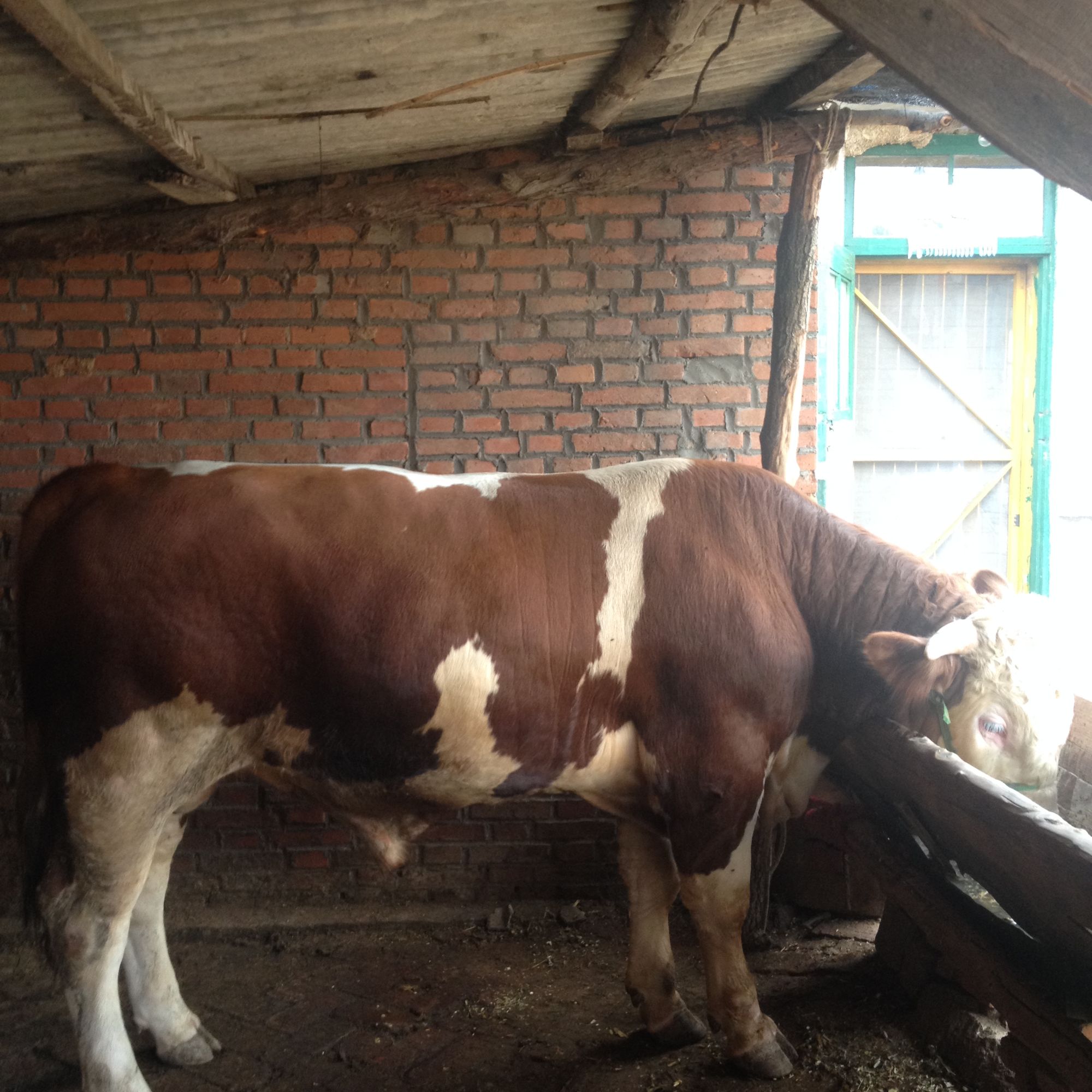 肉牛饲养疾病防治及饲养技术（11-20）