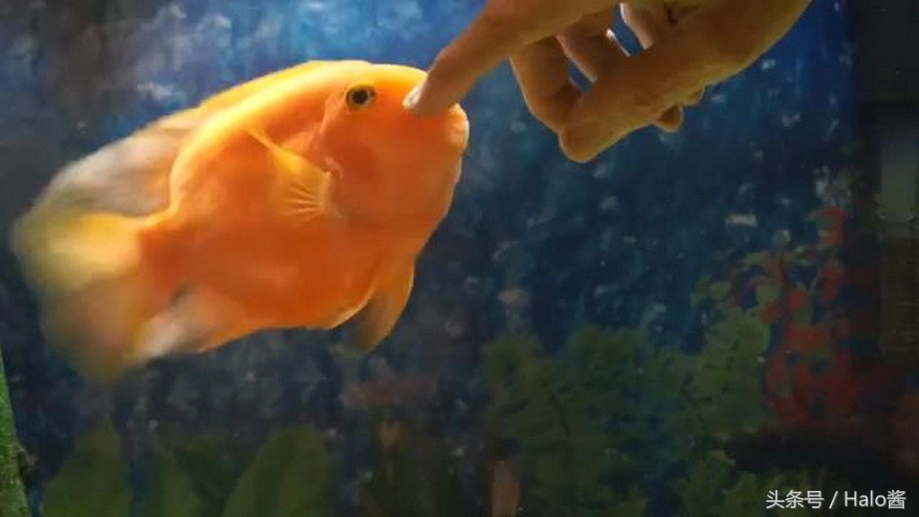 调皮鹦鹉鱼日常,鹦鹉鱼喜欢摸摸头