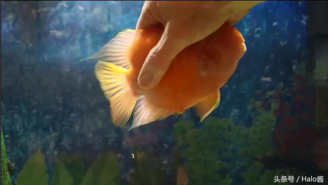 调皮鹦鹉鱼日常,鹦鹉鱼喜欢摸摸头