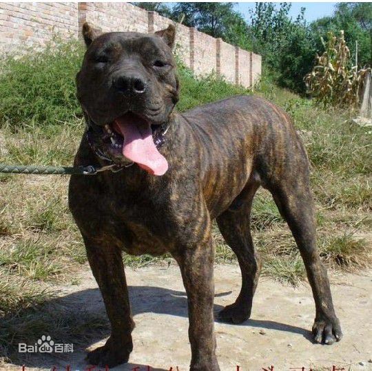 怎样区分斯塔福和比特,怎样区分卡斯罗和比特犬