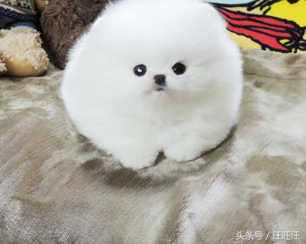 宠物狗用品小型犬,养宠物狗狗的日常生活用品