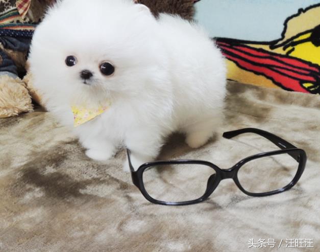 宠物狗用品小型犬,养宠物狗狗的日常生活用品