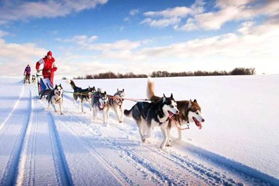 为什么说哈士奇是猛犬,狗哈士奇有什么特点