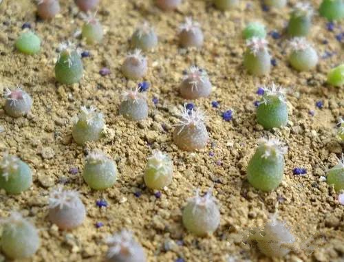 如何让多肉快速长大,怎样让多肉快速长大