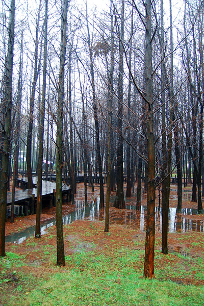 乌镇的故事简短,乌镇似水年华酒馆