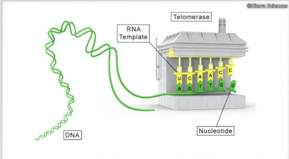 永生之物各个体质获得方法,永生怎么获得