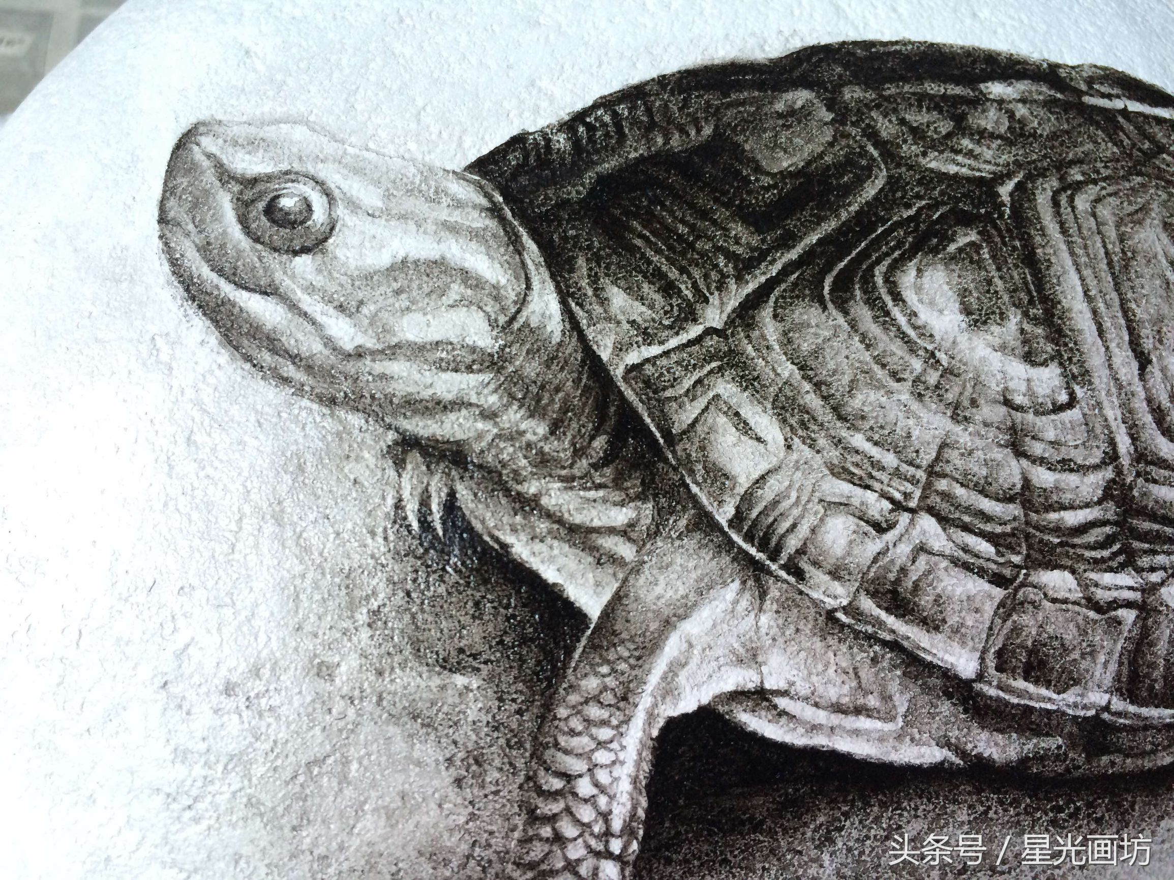 石头上画乌龟教程,龟石头画教程