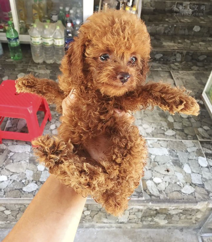 用旧衣服给幼狗做衣服教程,用旧衣服帮狗做狗窝