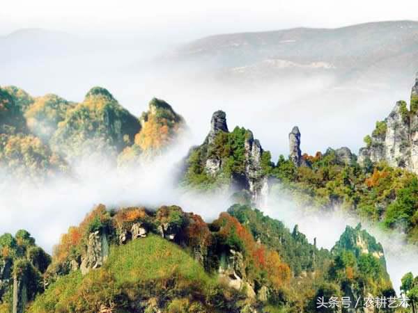 蓝花接骨草主治筋骨疼痛,风湿麻木,半身不遂,跌打损伤