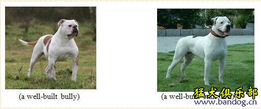 怎样区分斯塔福和比特,怎样区分卡斯罗和比特犬