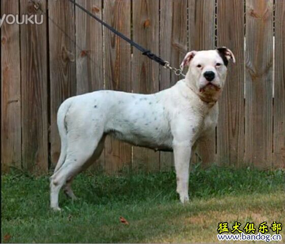 怎样区分斯塔福和比特,怎样区分卡斯罗和比特犬