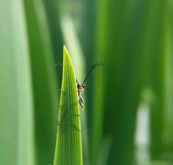 技巧：难得“糊”图，看不清楚也动人