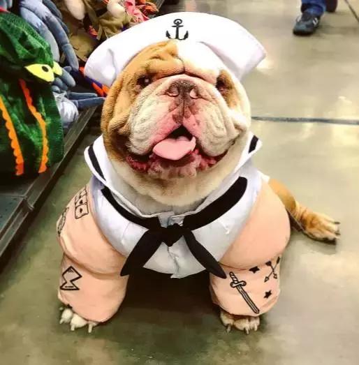 英牛的特征是什么,英牛智商高吗值得买吗