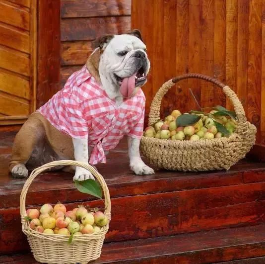 英牛的特征是什么,英牛智商高吗值得买吗